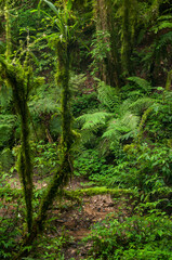 Interior de floresta com Araucárias em Tijucas do Sul Paraná, Brasil