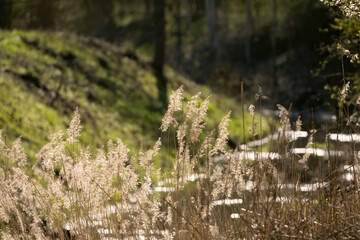 reeds in the afternoon sun