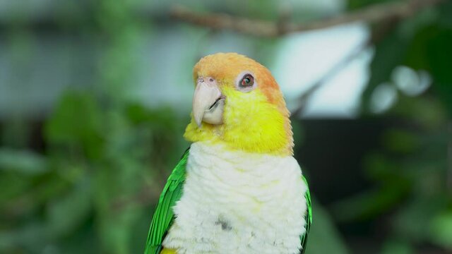 The black-legged parrot (Pionites xanthomerius), very close up in the jungle.