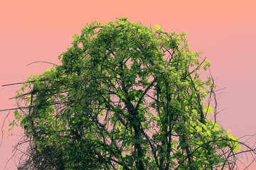 flowering tree in the field