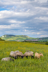Naklejka na ściany i meble sheep in spring landscape near Dolni Dunajovice, Palava region, South Moravia, Czech Republic