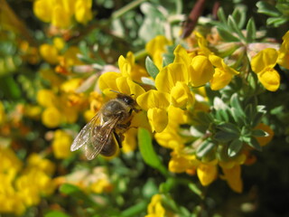 Honey bee on yellow flowers of grey bird's-foot-trefoil (Lotus cytisoides), Balearic Islands