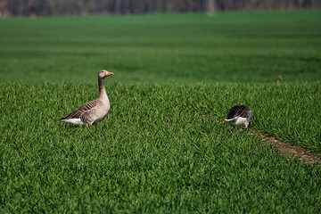 Enten im Gras