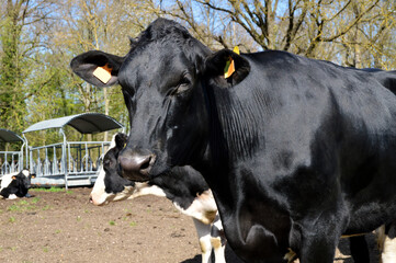 A young dairy cow or heifer . It is a Holstein Friesian breed cow used for the dairy industry.	