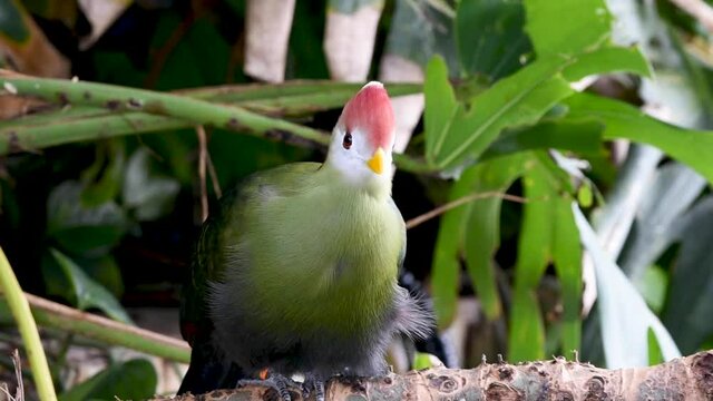A red-crested turaco (Tauraco erythrolophus) up close. A beautiful tropical African bird. 