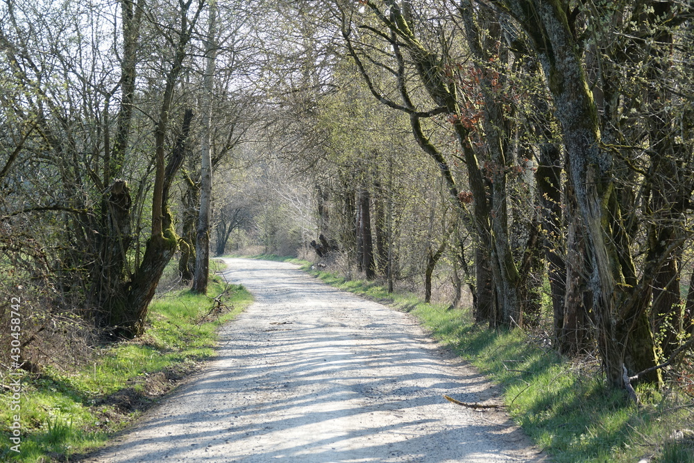 Poster Weg am Waldrand