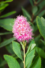 Spiraea salicifolia, of the family Rosaceae.