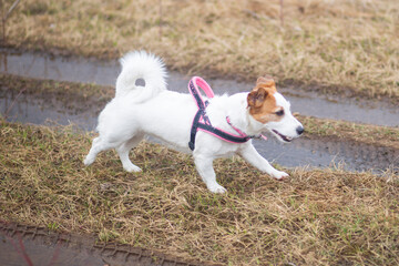 Dog Jack Russell on a walk in the woods.Pets.