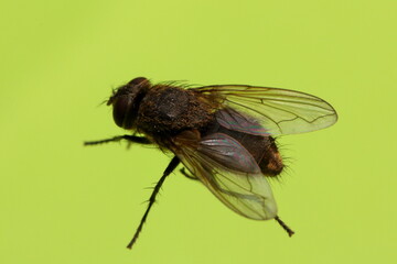 fly on leaf