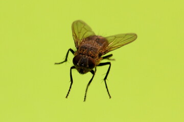 fly on leaf
