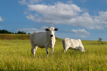 White Nelore cattle grazing on the farm