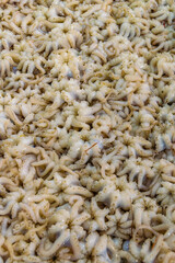 Octopus on Sale, Dimotiki Agora Market, Athens