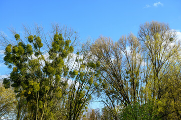 Fototapeta premium Mistletoe (Viscum) on the treetops in a local park in spring