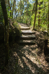 Escada na trilha da Vinícola Araucária em São José dos pinhais, Paraná, Brasil