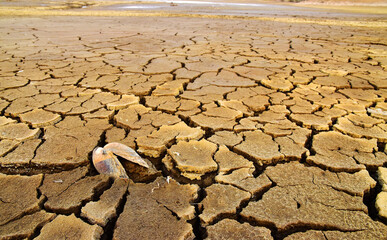 dry desert soil cracked earth drought