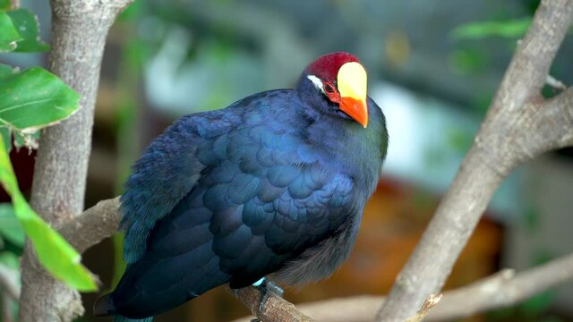 The violet turaco (Musophaga violacea) purple tropical bird, or the violaceous plantain eater in West Africa perched close up on branch.