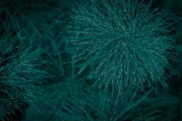 Obraz premium Natural beautiful plants background for design