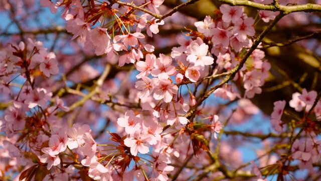 Close-up of a pink cherry blossom heralding the start of the spring season