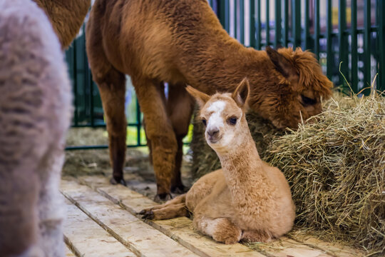 Portrait of cute little alpaca looking at camera at agricultural animal exhibition, trade show. Farming, family, agriculture industry, livestock, animal husbandry concept