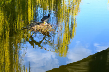 Coot Duck (Fulica atra) perched in a nest on the water in a city park in spring