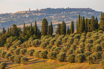Olive garden and Volterra in Tuscany, Italy