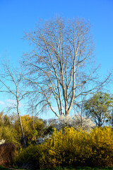 White birch (Betula) in the city park against the blue sky, in front of the yellow blooming Forsythia (Forsythia Vahl)