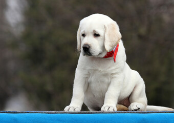 a yellow labrador puppy on the blue