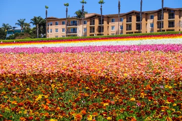 Fotobehang a stunning shot of acres of pink, yellow, white, purple and red flowers in the field with palm trees and other lush green trees and plants with blue sky at The Flower Fields in Carlsbad California © Marcus Jones