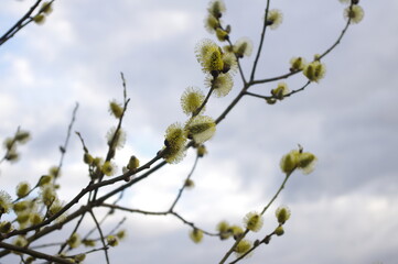 willow branch with catkins