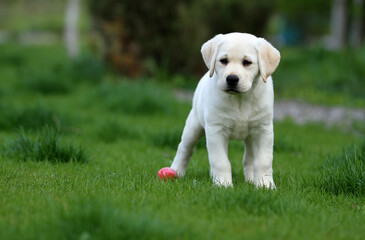 nice yellow labrador puppy in the park