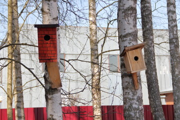 birdhouses on the birch