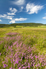 Plakat Blooming meadow in Tokaj region, Northern Hungary