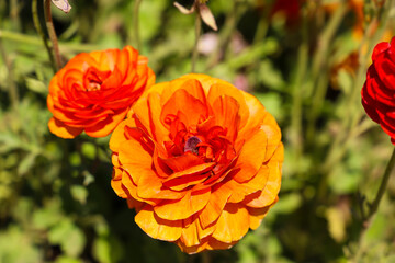 beautiful orange Papaver or poppy flowers in the garden with a black center surrounded by lush...