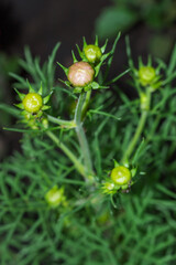The buds of the cosmos, of the family Asteraceae.