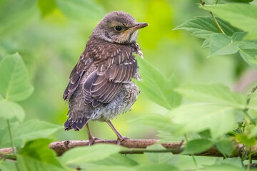 A fieldfare chick, Turdus pilaris, has left the nest and is sitting on a branch. A chick of fieldfare sitting and waiting for a parent on a branch.