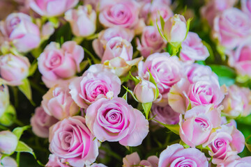 Colorful beautiful flowers bouquet - roses at studio, flower shop - close up view. Floristry, romantic, holiday, birthday, valentine day, wedding, celebration concept