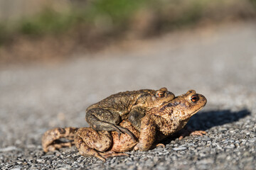 Kröte am Asphalt - Paarungszeit