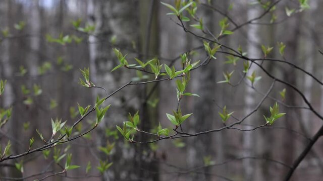 Fresh Green Leaves Of Trees Outdoors. Tree Branches With New Leaves In Early Spring Forest In Light Wind