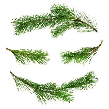 Set of pine branches isolated. For advertisements, posters, web designs,headers, greeting card.