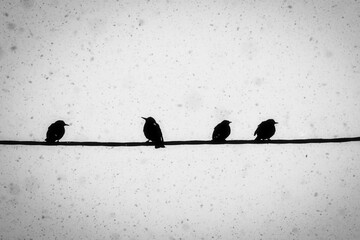 birds on the line