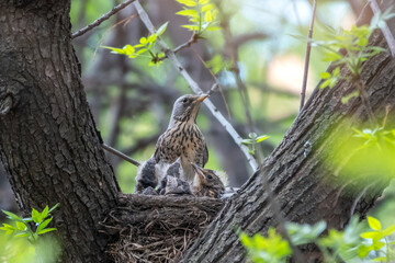 Thrush fieldfare, Turdus pilaris, in a nest with chicks