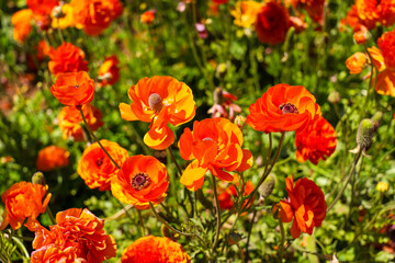 a beautiful orange Papaver or poppy flower in the garden with a black center surrounded by lush...