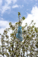 plastic bag hanging on blossom cherry tree in spring