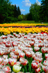 kolorowe  tulipany, colorful tulips,  odmiana carnaval de rio, field of colorful tulips against the blue sky		
