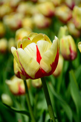 żółto-czerwony tulipan, tulip, odmiana burning heart, yellow-red tulip,