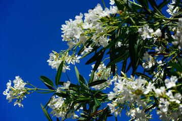 kwitnący na biało oleander pospolity  Nerium oleander na tle niebiekiego nieba, white oleander against the blue sky