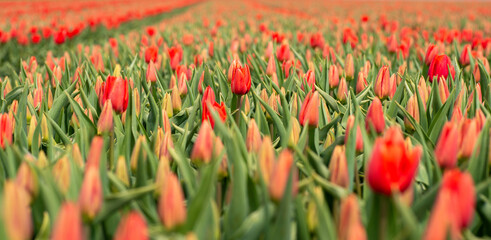 Red Tulips in field