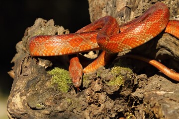 A Corn snake (Pantherophis guttatus or Elaphe guttata) on the old brown branch before a hunt.