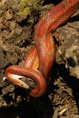 A Corn snake (Pantherophis guttatus or Elaphe guttata) after hunt eating a mouse.