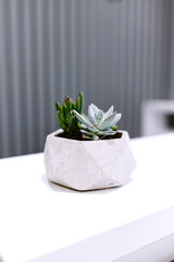 Small succulent plant, Pachyphytum hookeri genus, in white flower pot 